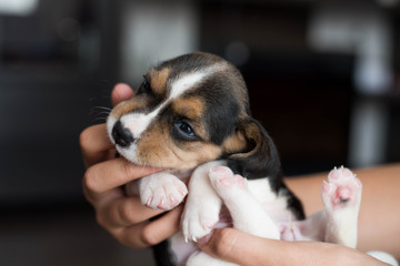 small cute beagle puppy dog looking up. A person to take care of a small pet.