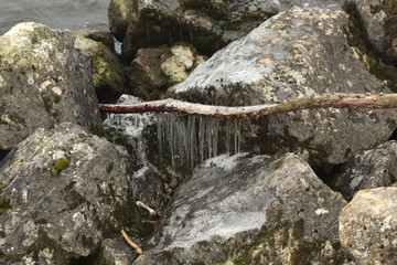 Hielo en la vegetación