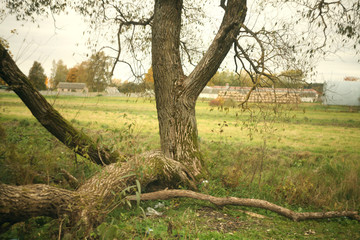 beautiful old willow and garbage in the grass/lack of culture
