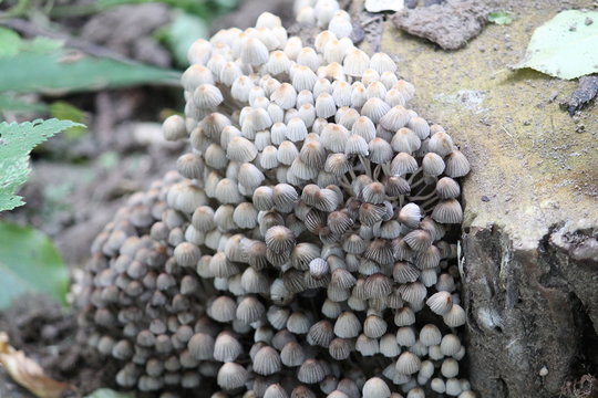 Cluster of Coprinellus disseminatus or Fairy inkcap mushrooms