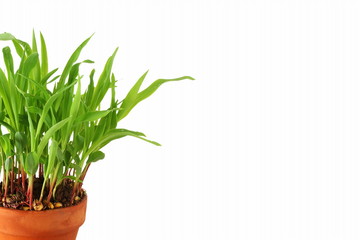 sweet corn plant growing in pot for web,agriculture,nature,garden related concept closeup in white background with copy space
