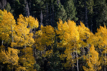 Color contrasts of an aspen tree grove of orange, gold, and yellow against a background of dark green pine trees