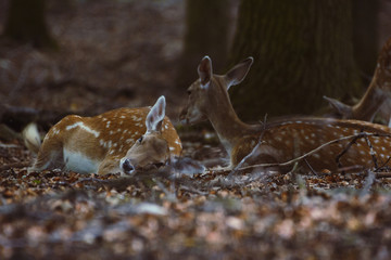 Damwild liegt ein einem Wald innerhalb eines Geheges
