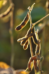 Ripe pods of soya