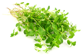 A Bunch of Fresh Raw Wild Thyme. Also Tymus Vulgaris, Common, German or Garden Thyme, Isolated on...