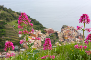 Pink flowers growing above old port town.