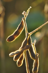 Ripe pods of soya