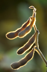 Ripe pods of soya