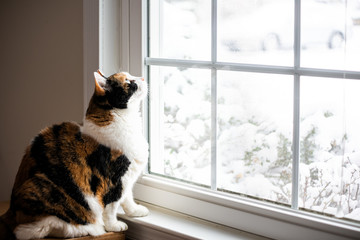 Female, cute calico cat on windowsill window sill looking up at birds staring through glass outside with winter snow - Powered by Adobe