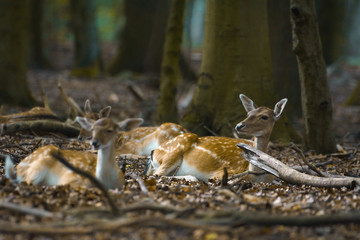 Damwild liegt ein einem Wald innerhalb eines Geheges