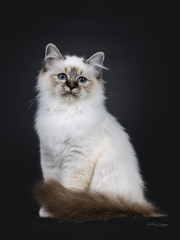 Fototapeta premium Stunning tabby point Sacred Birman cat kitten sitting with tail around body and looking beside lens with mesmerizing blue eyes, isolated on black background