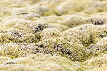 Lava Field in Iceland closeup with green bright moss covered rocks, stones in southern ring road showing pattern and texture