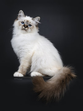 Stunning tabby point Sacred Birman cat kitten sitting side ways with tail hanging down over edge and looking proudly in camera lens with mesmerizing blue eyes, isolated on black background