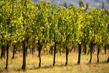 Fototapeta na wymiar Many large white, green or yellow wine Grechetto grapes hanging grapevine bunch in Assisi, Umbria, Italy vineyard winery at sunset, bokeh background, disease