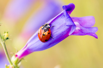 ladybug on flower