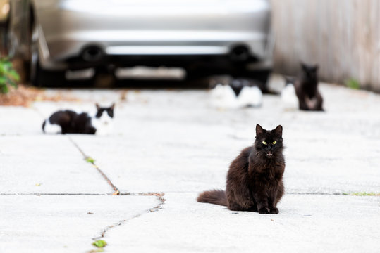 Many Stray Black Long Hair Fur Cats With Green Eyes Staring Looking Sitting On Sidewalk Streets In Sarasota, Florida, Scared Meowing Talking Open Mouth