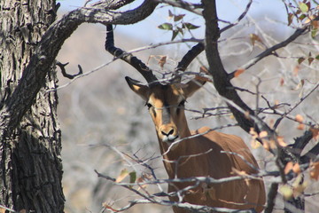 Impala en savane africaine