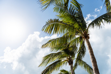 Low angle, looking up view of colorful green bright palm tree leaves isolated against blue sky in...