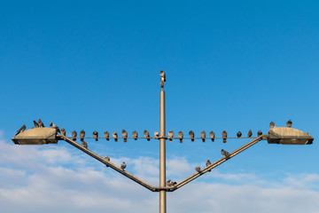Obraz premium symmetric birds waiting on a pole