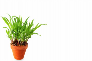 sweet corn plant growing in pot for web,agriculture,nature,garden related concept in white background with text copy space