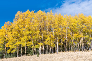 A stand of aspen trees in autumn colors of gold and yellow along the edge of a grassy meadow
