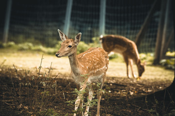 Damwild in einem Gehege
