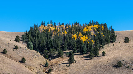 Aspen trees in golden autumn colors interspersed through a grove of pine, spruce, and fir trees on a grassy hillside in 16:9 wide aspect ratio