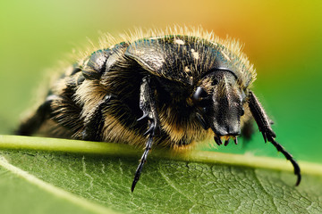 Mustachioed beetle resting on a green leaf