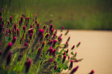 flowers in the garden