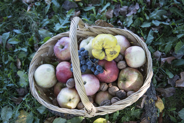 A basket full of apples, quince, walnuts, grapes signifying the riches of the autumn