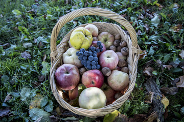 A basket full of apples, quince, walnuts, grapes signifying the riches of the autumn