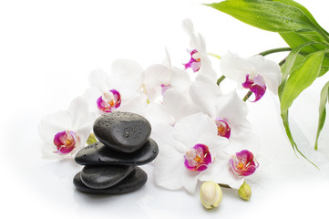 Spa white orchid with massage stones on white