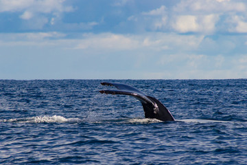 Fototapeta premium Humpback Whale Flukes