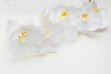 romantic branch of white orchid on beige background.