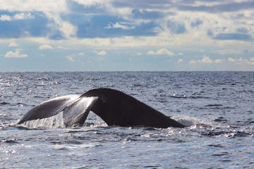 Fototapeta premium Costa Rica Humpback