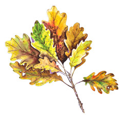 Colorful autumn leaves of oak. Isolated element for design.  Watercolor illustration.