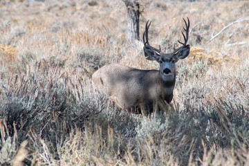 Mule Deer Buck facing camera
