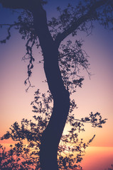 silhouette of tree