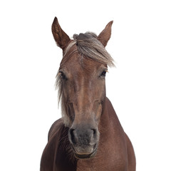 Portrait of a brown horse with a light mane
