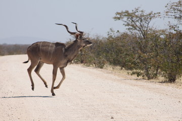 Kudu en savane africaine