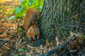 A squirrel looking for nuts in the autumn forest