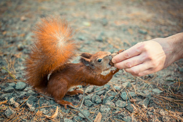 Squirrel takes nut from human hands