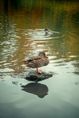 Duck sits on a rock in the middle of the Lake