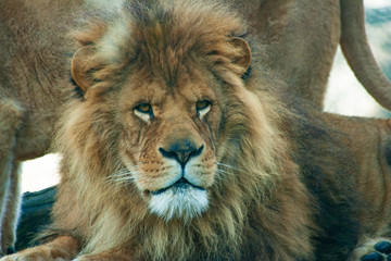 Obraz na płótnie Canvas Lion in the nature