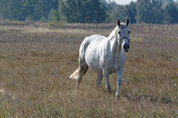 Biały koń spaceruje po polu - obrazy, fototapety, plakaty