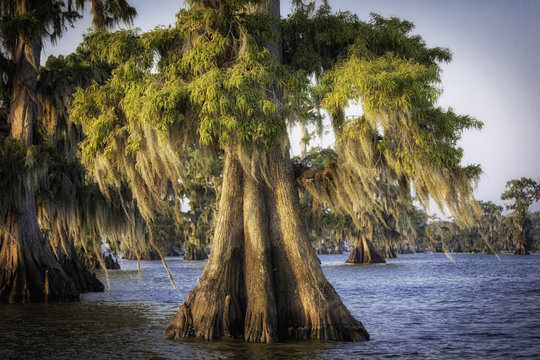 Cypress trees and knees at sunrise
