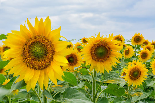 Blooming sunflowers against the backdrop of a cloudy summer sky. Agriculture, sunflower oil production