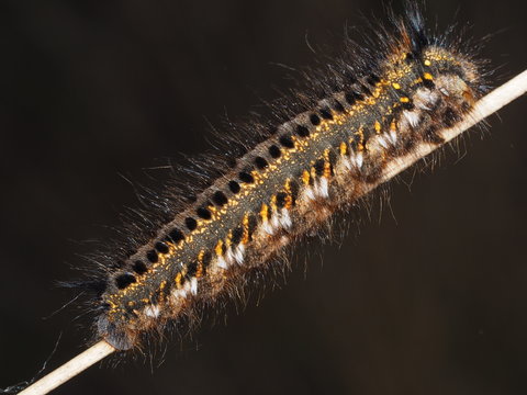Raupe - Grasglucke