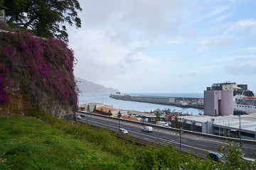 Fototapeta premium View of Funchal marina with purple flowers on a wall