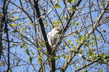 A kitten up the tree looks through the branches